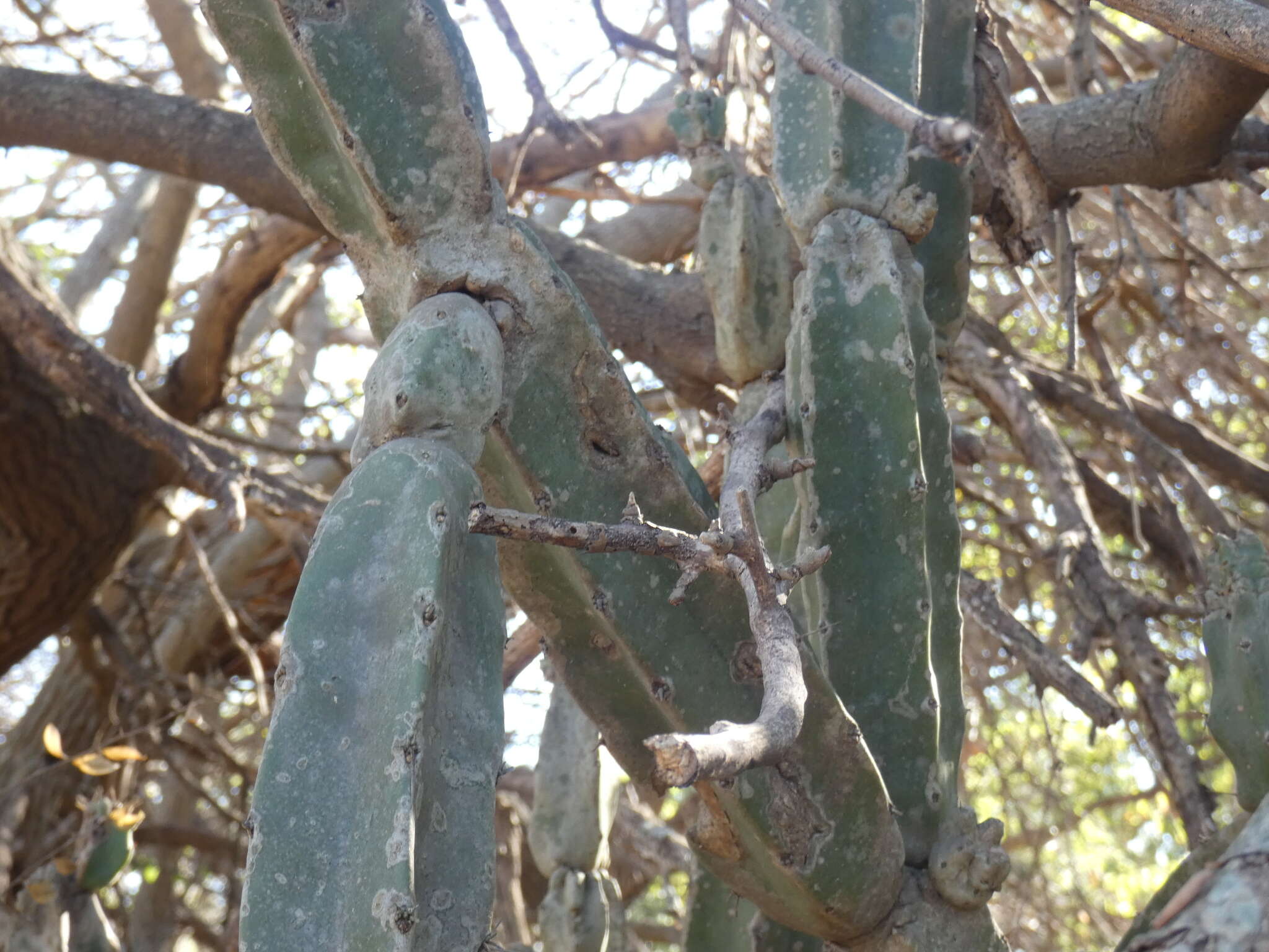 Image de Cereus hankeanus F. A. C. Weber