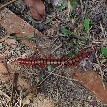 Image of Scolopendra dehaani Brandt 1840