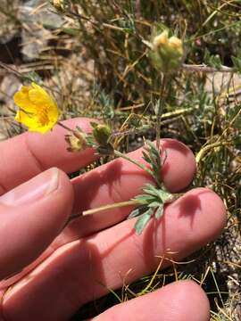 Image of Brewer's Cinquefoil