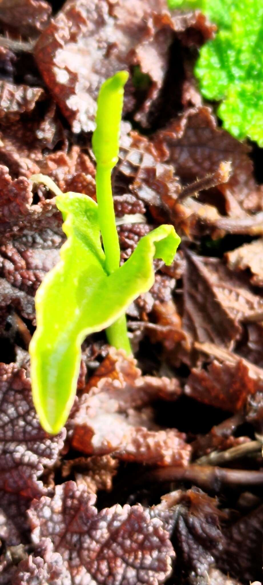 Image of Ophioglossum austroasiaticum Nishida