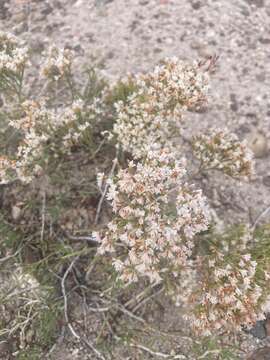 Image of Yavapai County buckwheat