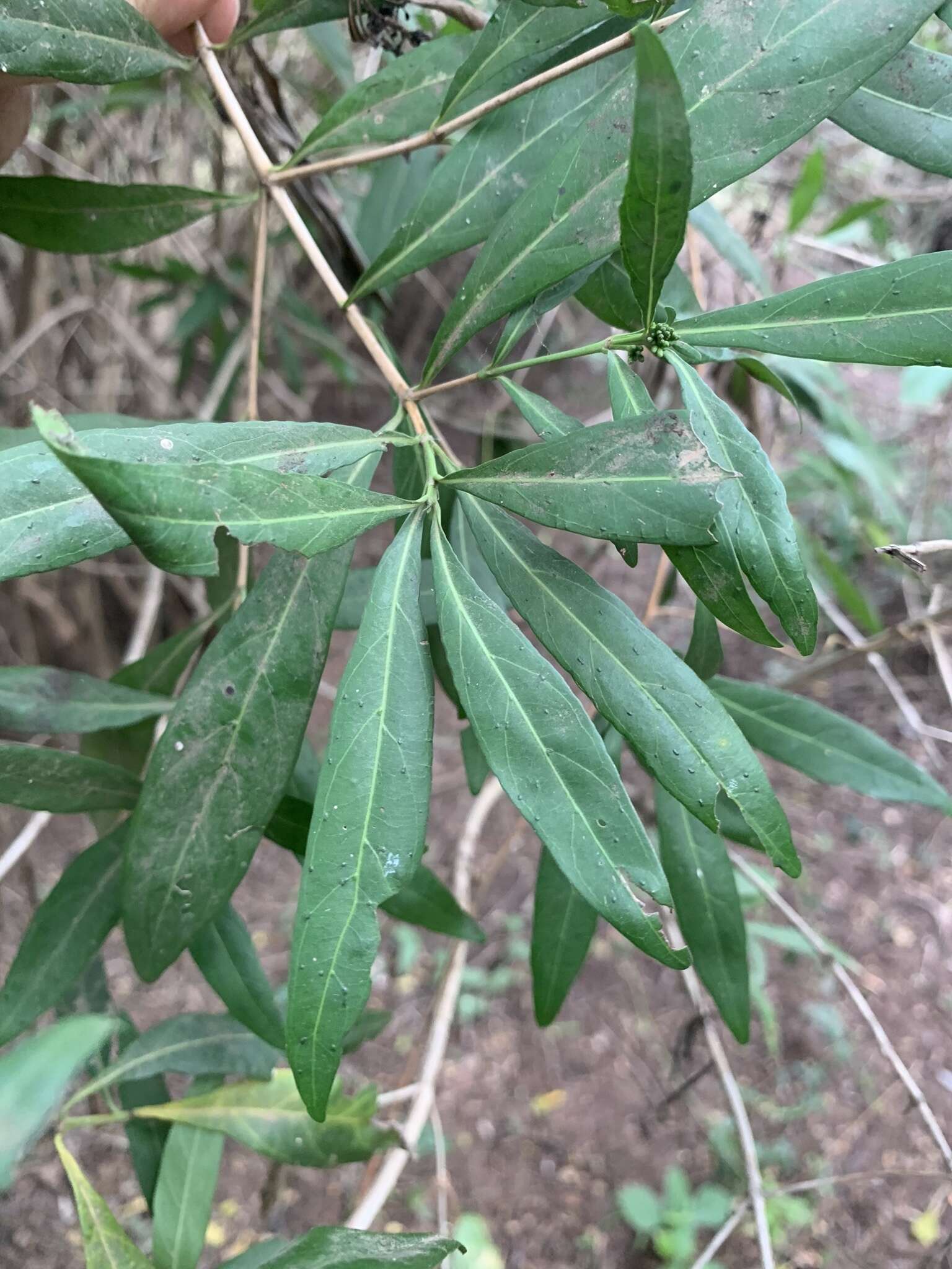 Image of Pavetta lanceolata Eckl.