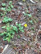 Image of English cinquefoil