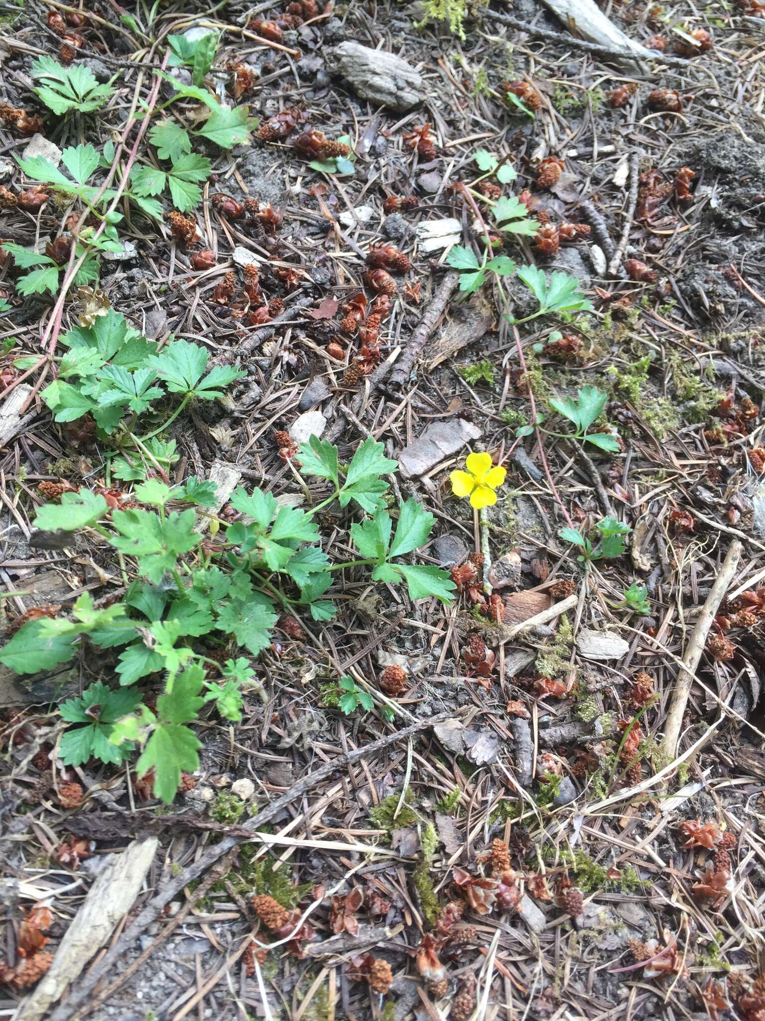 Image of English cinquefoil