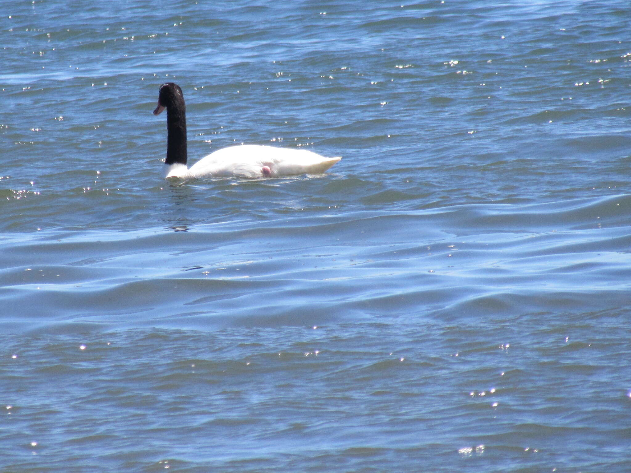 Imagem de Cisne-de-pescoço-preto