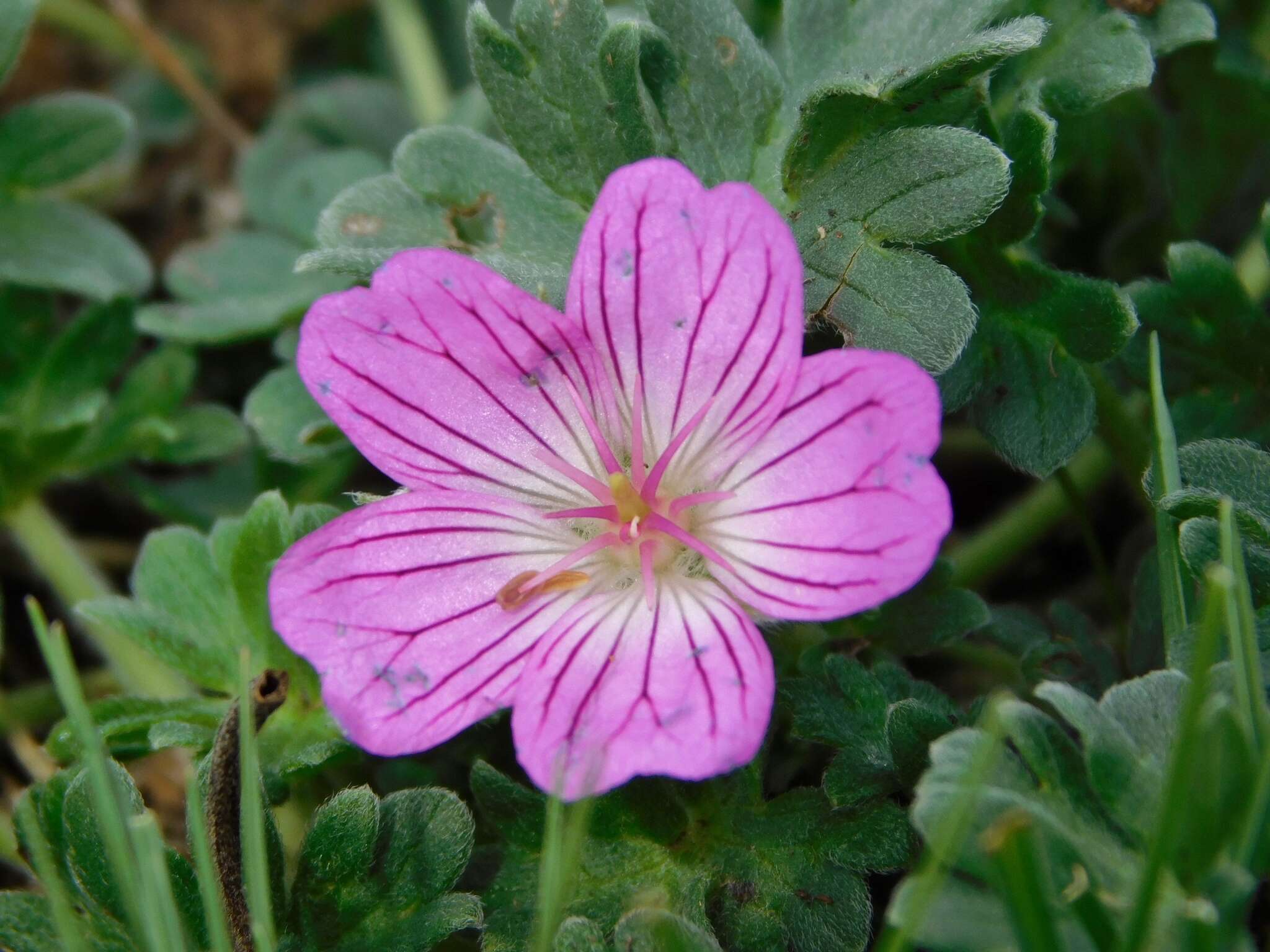 Image of Geranium austroapenninum Aedo