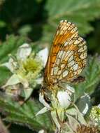 Imagem de Melitaea celadussa Fruhstorfer 1910