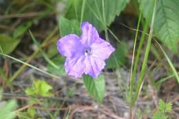 Plancia ëd Ruellia lactea Cav.