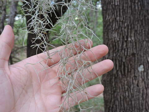 Sivun Tillandsia usneoides (L.) L. kuva