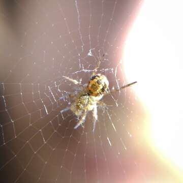 Image of Tuftlegged Orbweaver