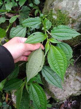 Image of Pilea melastomoides (Poir.) Wedd.