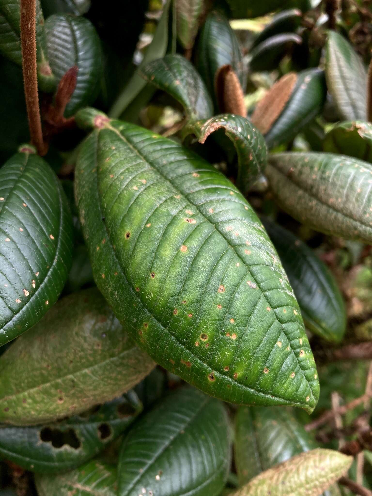 Imagem de Blakea chlorantha F. Almeda