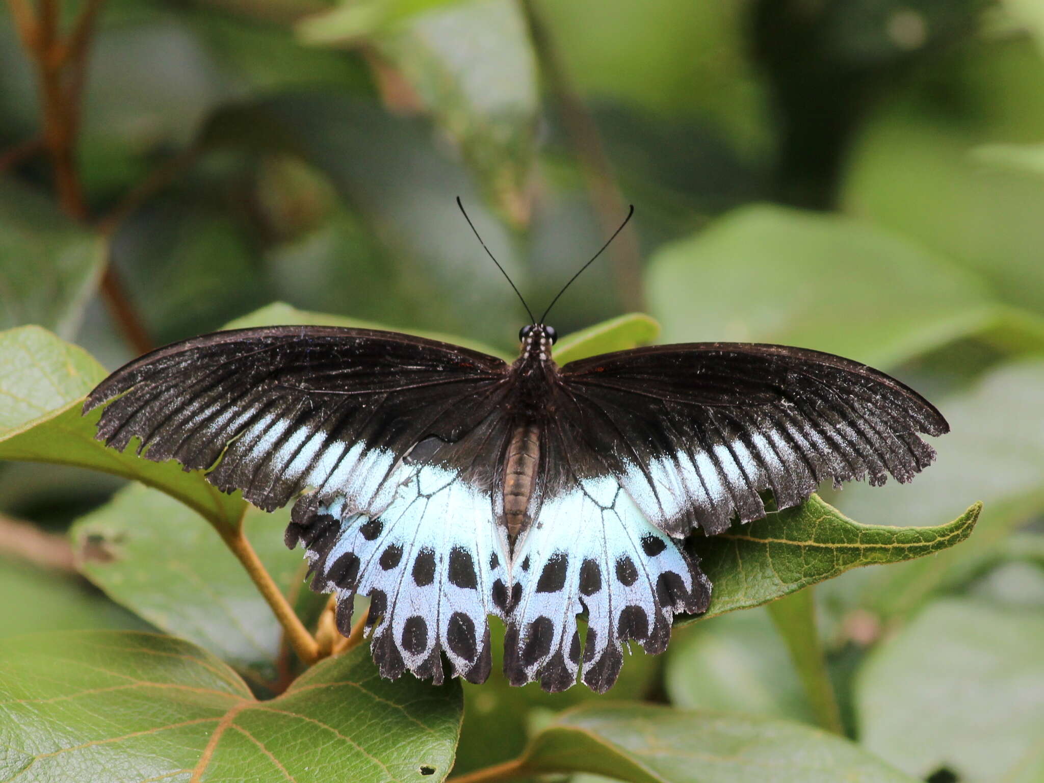 Image of Blue Mormon