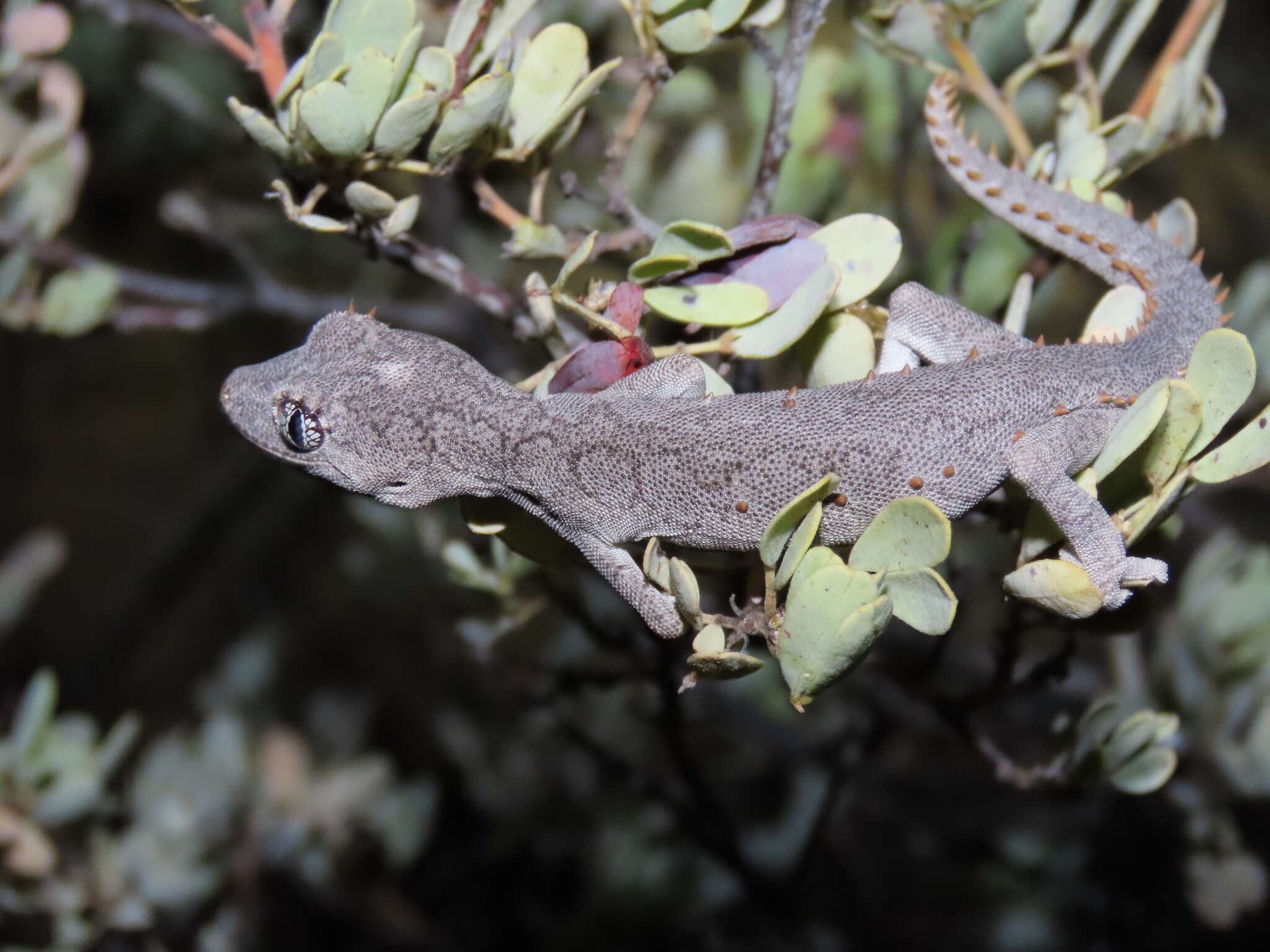 Image of Strophurus krisalys Sadlier 2005