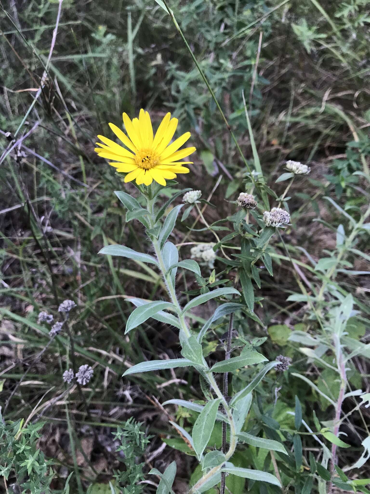 Image of lemonyellow false goldenaster