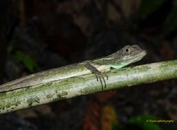 Image of Green Fan-throated lizard