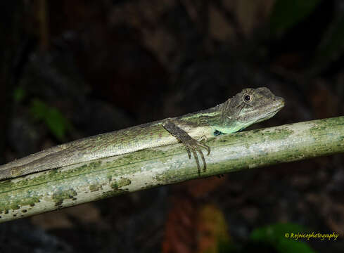 Image of Green Fan-throated lizard