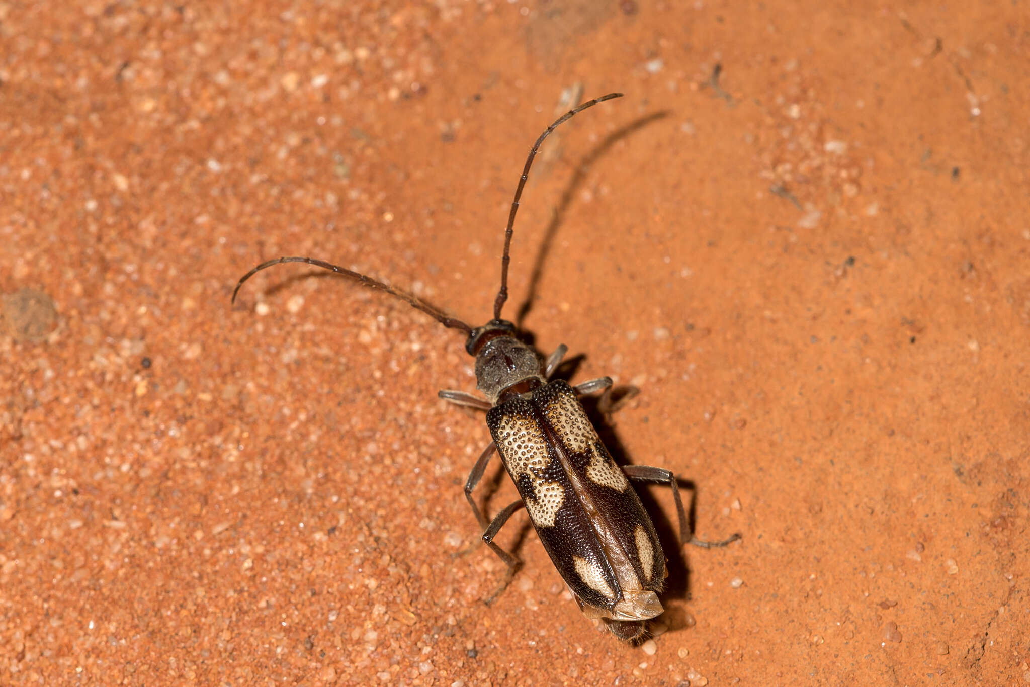 Image of Phoracantha flavopicta Pascoe 1865