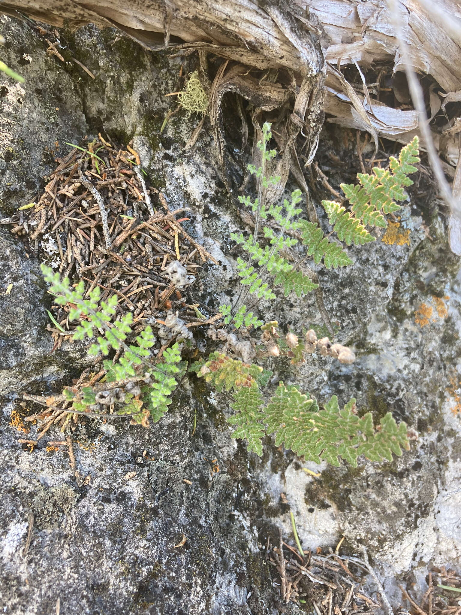 Sivun Myriopteris gracilis Fée kuva