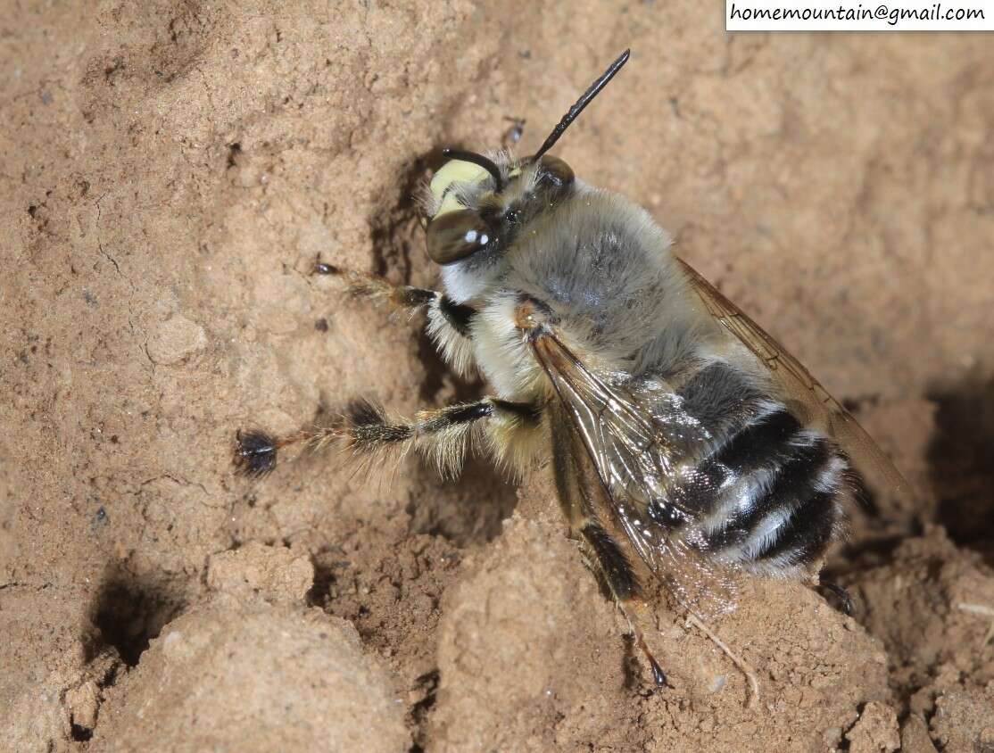 Слика од Anthophora patruelis Cockerell 1931