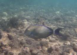 Image of Blue-banded Pualu