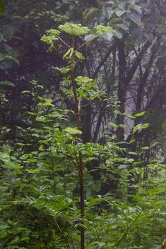 Image of Angelica cyclocarpa (C. Norman) M. Hiroe