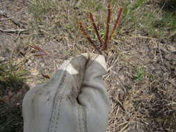 Image of Kleberg's bluestem