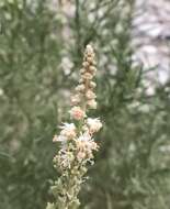 Reseda stenostachya Boiss.的圖片