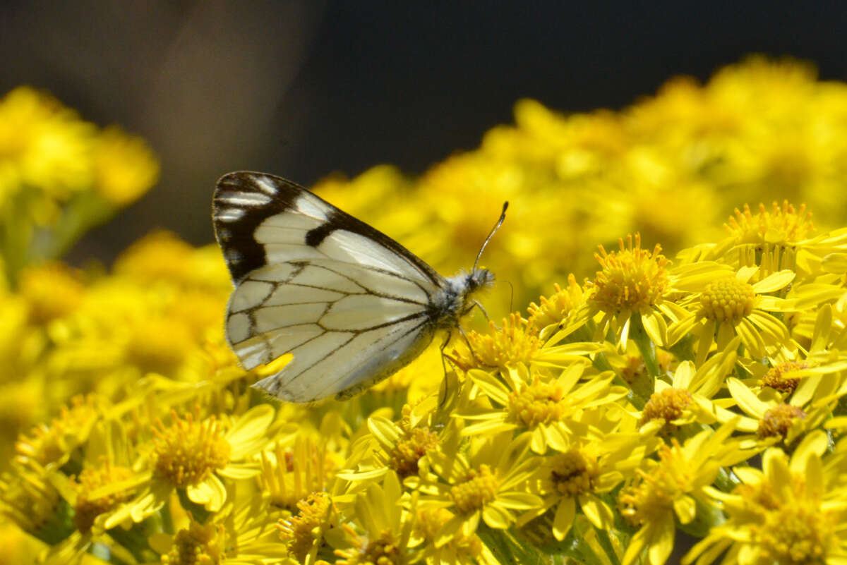 Image of Pine White