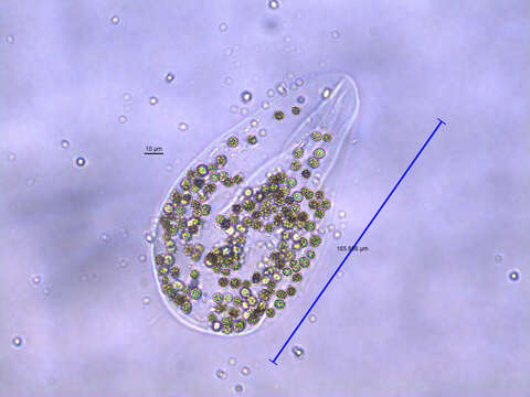 Microcystis wesenbergii的圖片