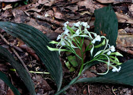 Image of crow orchid