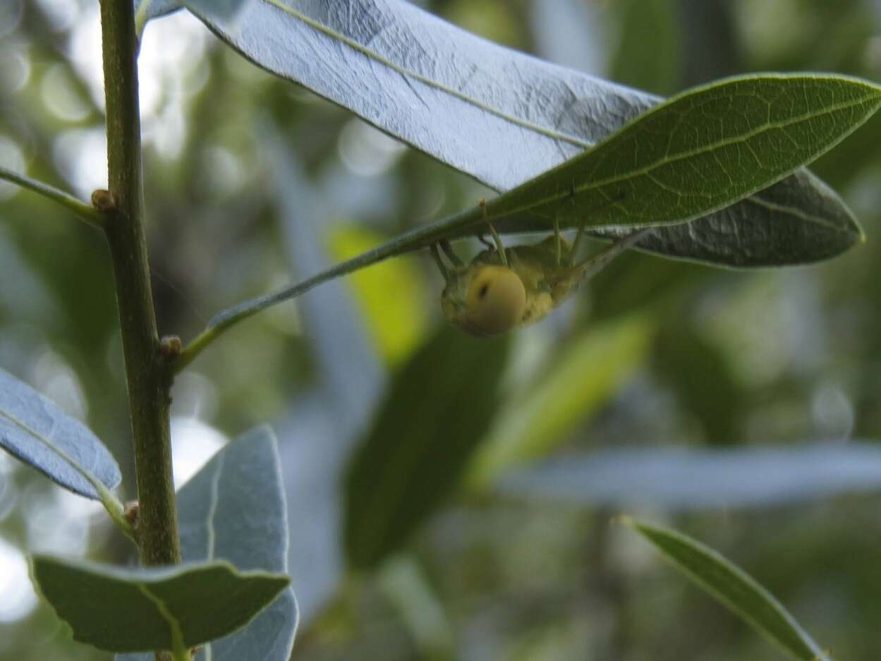 Plancia ëd Chlorotabanus crepuscularis Bequaert 1926