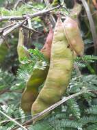 Sivun Painteria leptophylla (DC.) Britton & Rose kuva