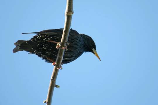 Image of Sturnus vulgaris tauricus Buturlin 1904