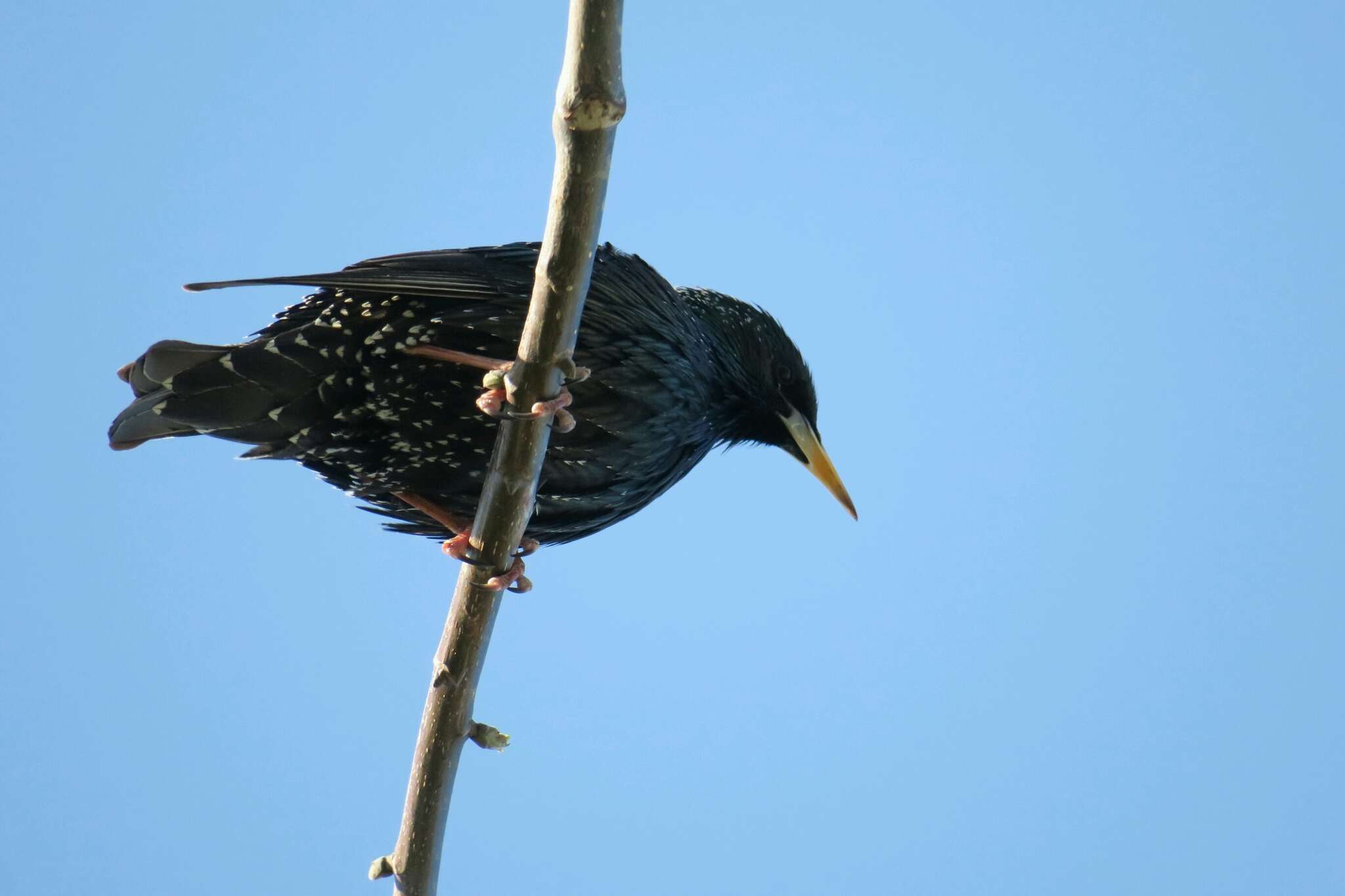 Sivun Sturnus vulgaris tauricus Buturlin 1904 kuva