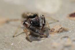 صورة Metaphidippus siticulosus (Peckham & Peckham 1909)