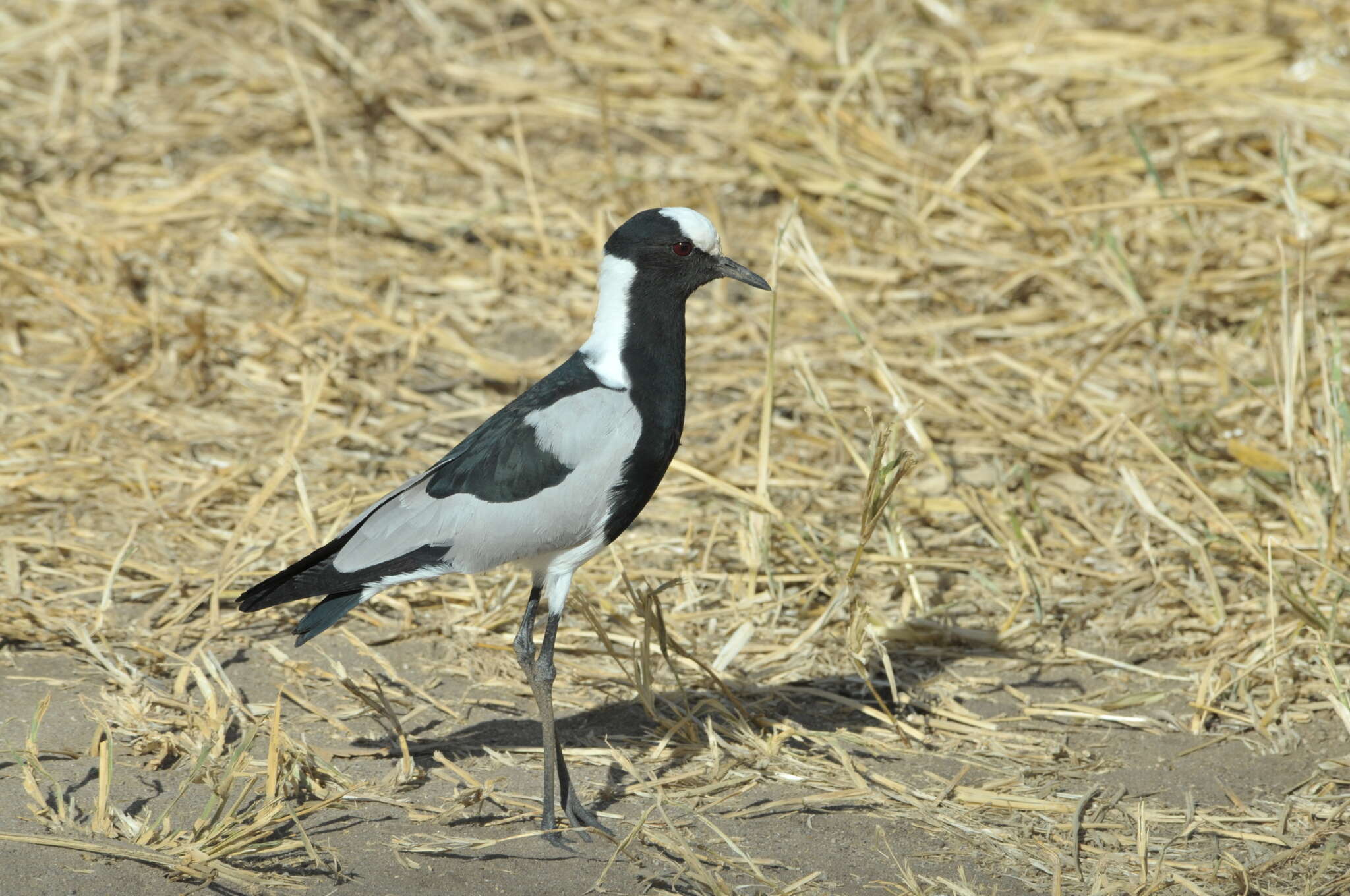 Image of Blacksmith Lapwing