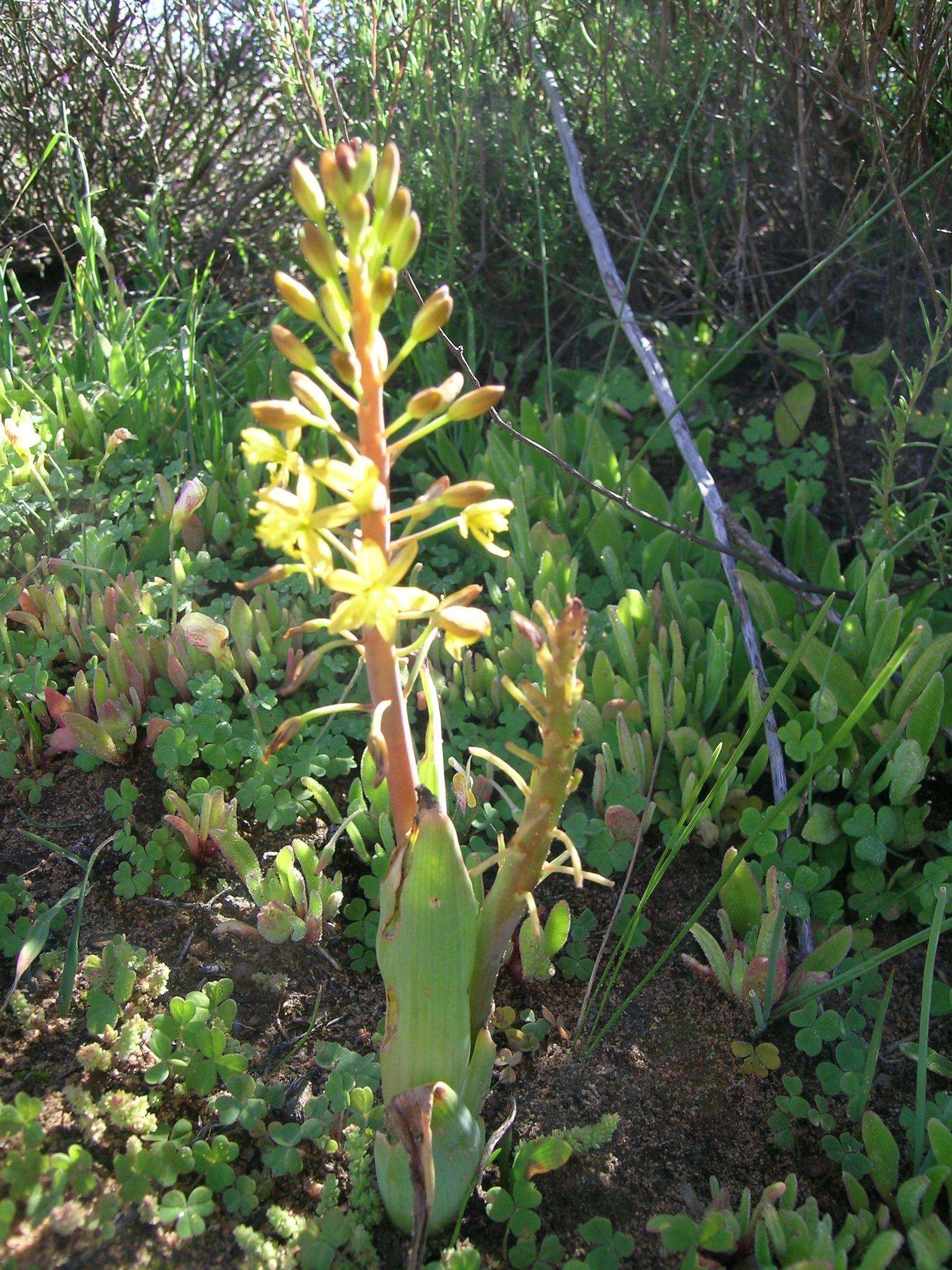 Image of Bulbine succulenta Compton