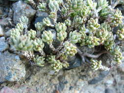 Image of Sedum urvillei DC.