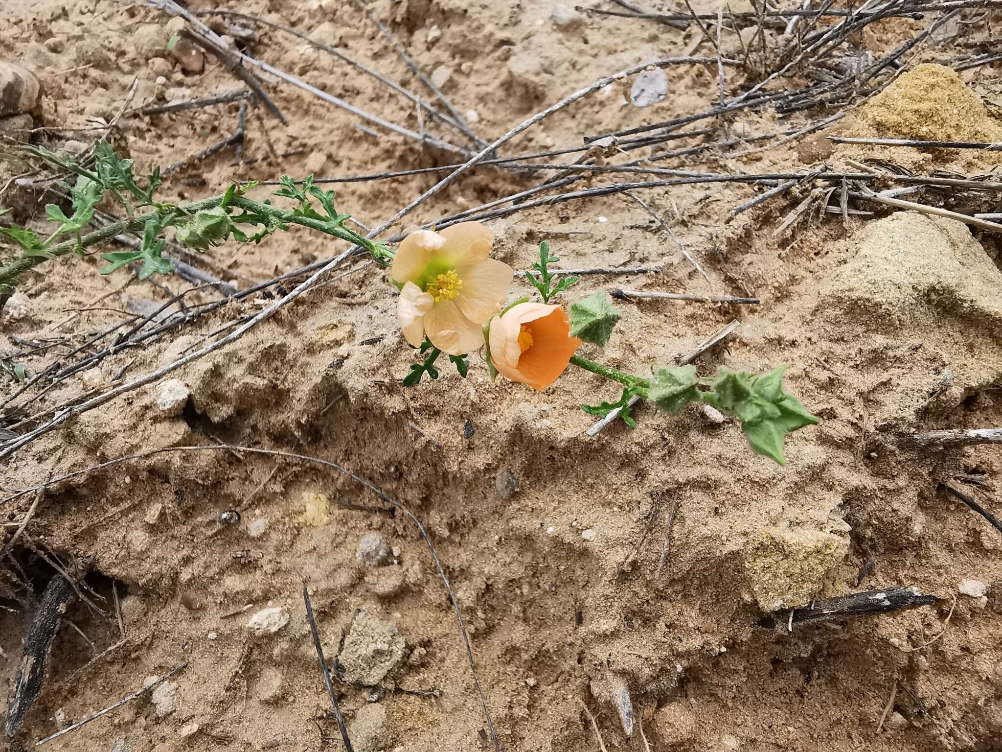 Imagem de Sphaeralcea pedatifida (A. Gray) A. Gray