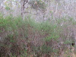 Image of Carolina St. John's-Wort