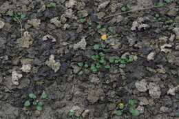 Image of Kentucky glade cress