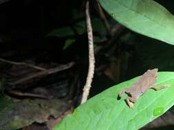 Sivun Rhinella festae (Peracca 1904) kuva