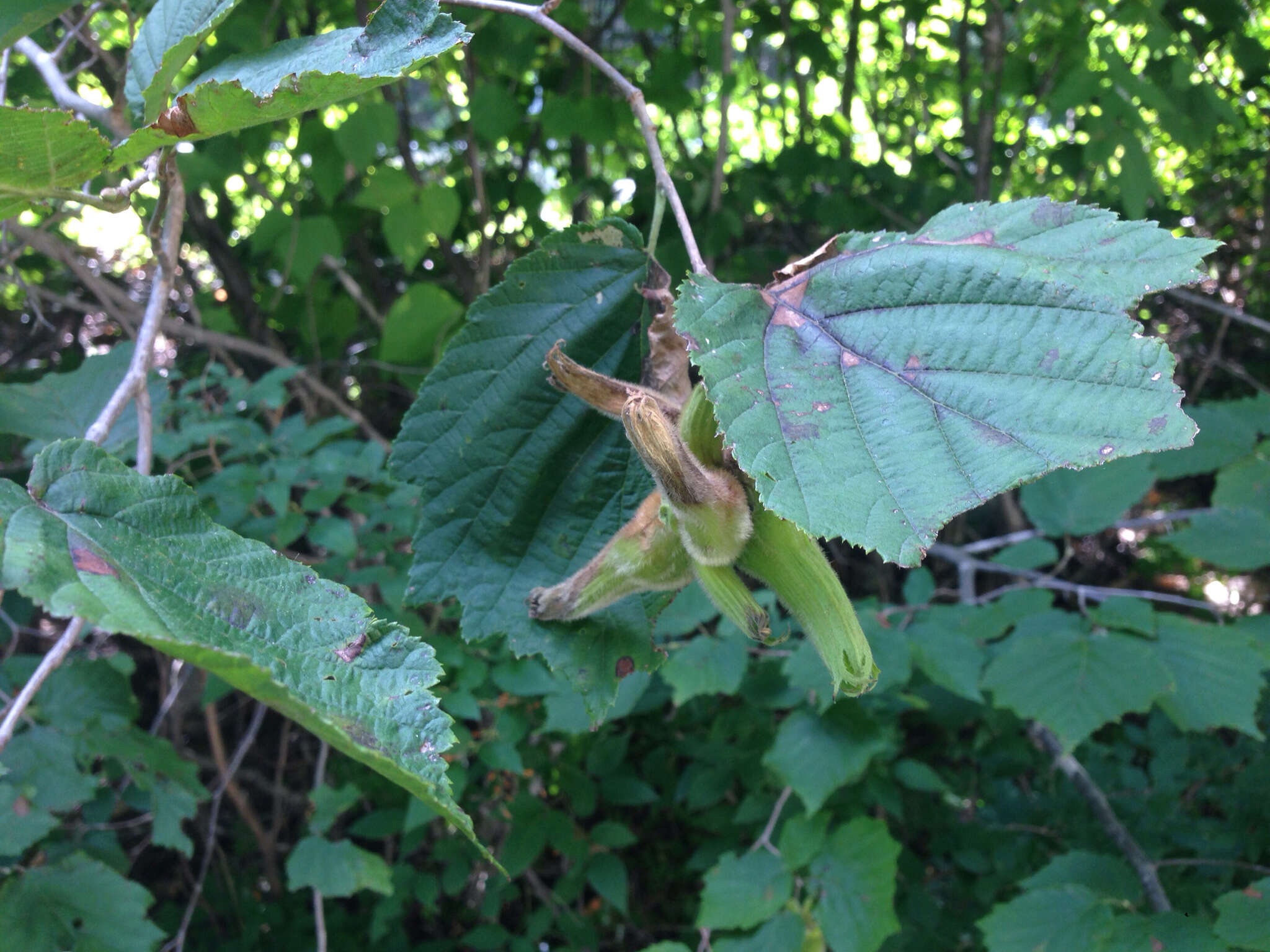 Image of Corylus sieboldiana Blume