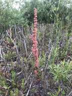 Rumex stenophyllus Ledeb. resmi