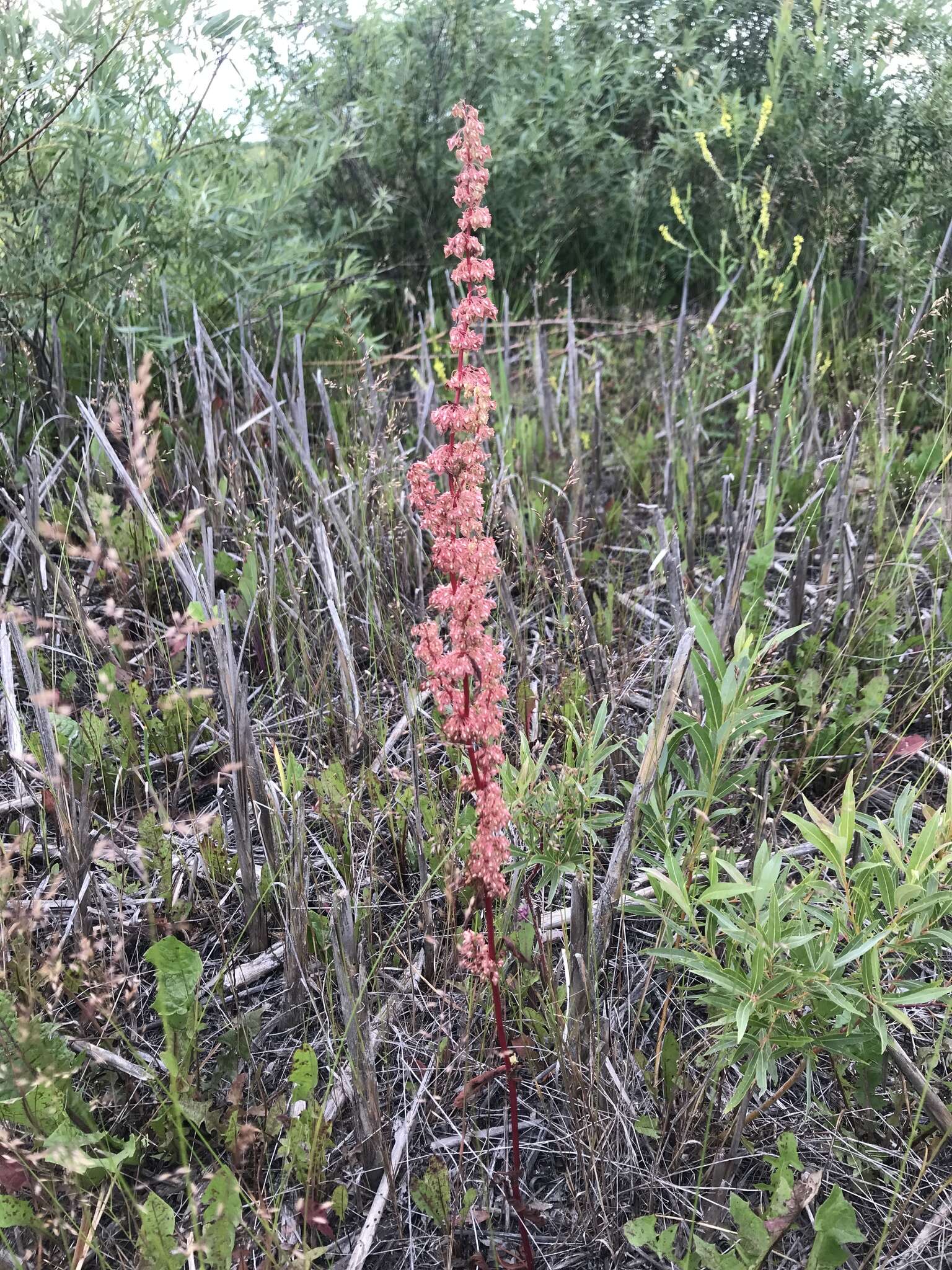 Rumex stenophyllus Ledeb. resmi