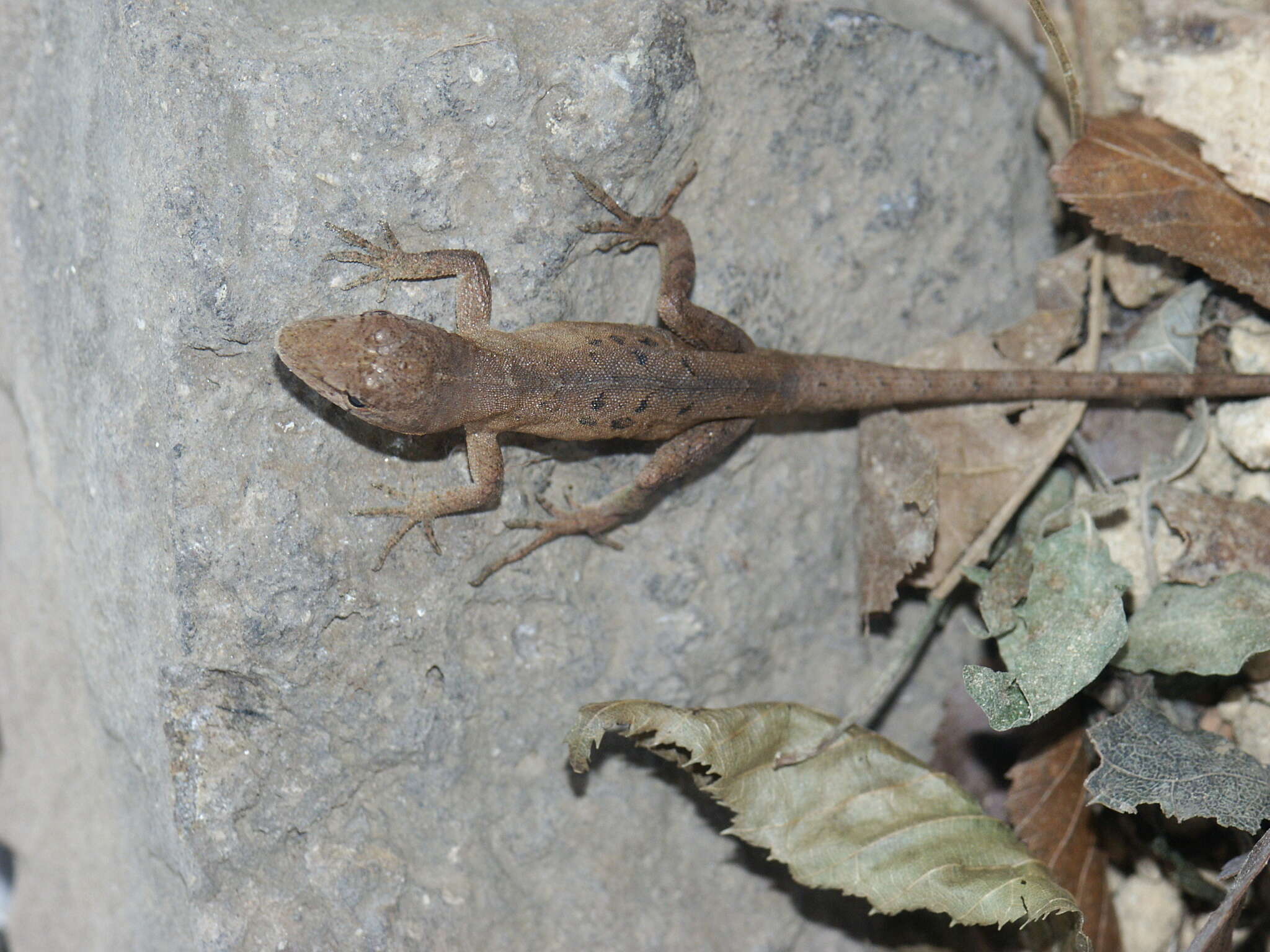 Image of Schmidt's Anole