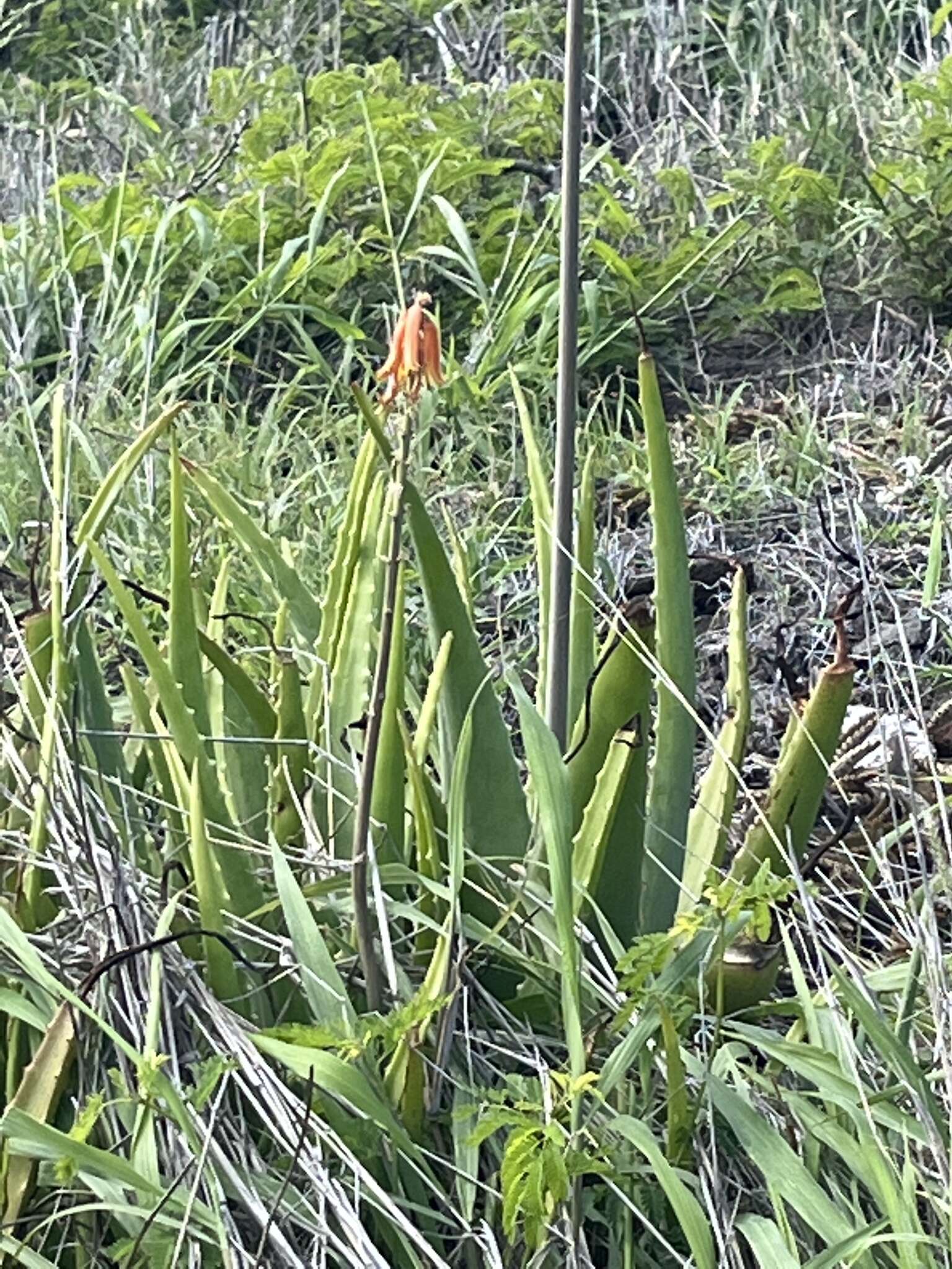 Image of aloe