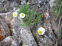 Image of Papaver popovii Siplivinskii