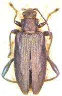 Image of Donacia marginata Hoppe 1795